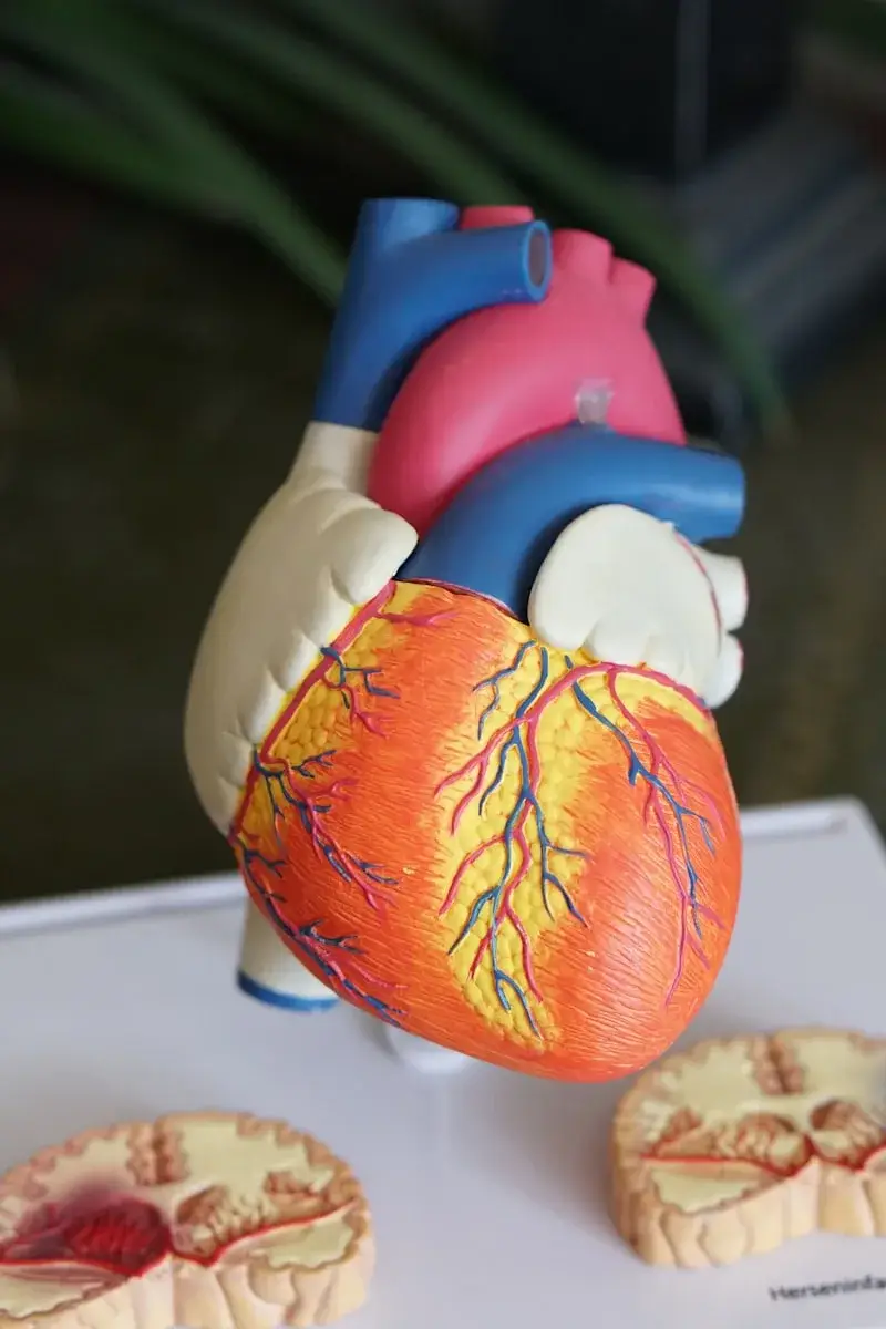 Heart health article